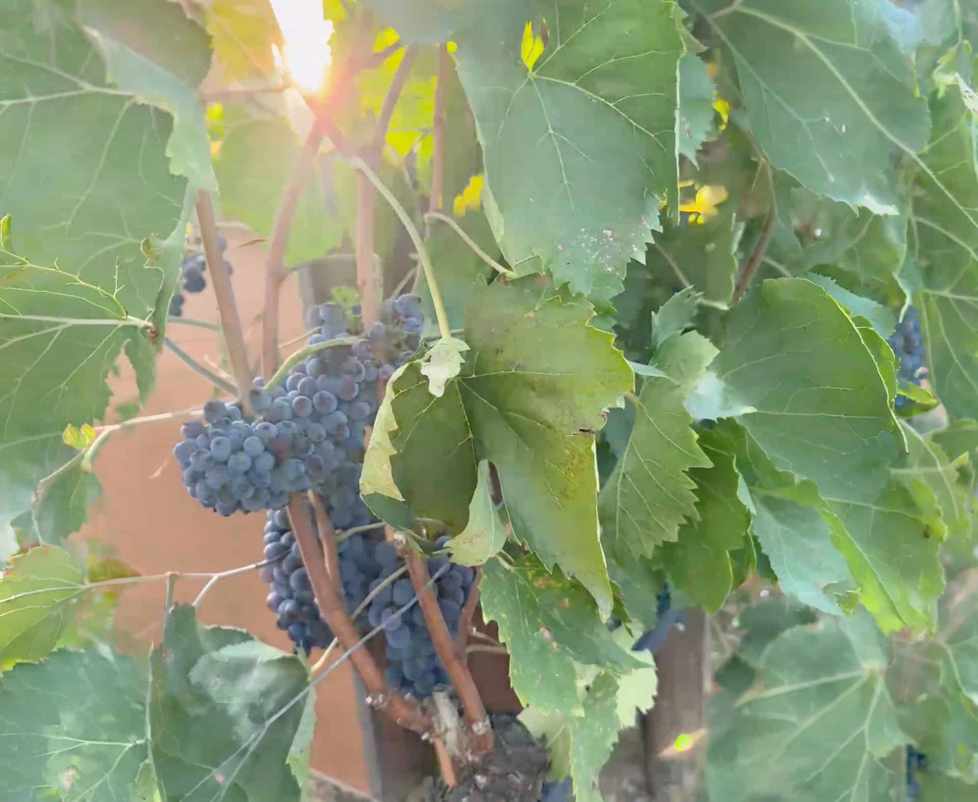 Grape clusters backlit by the afternoon sun