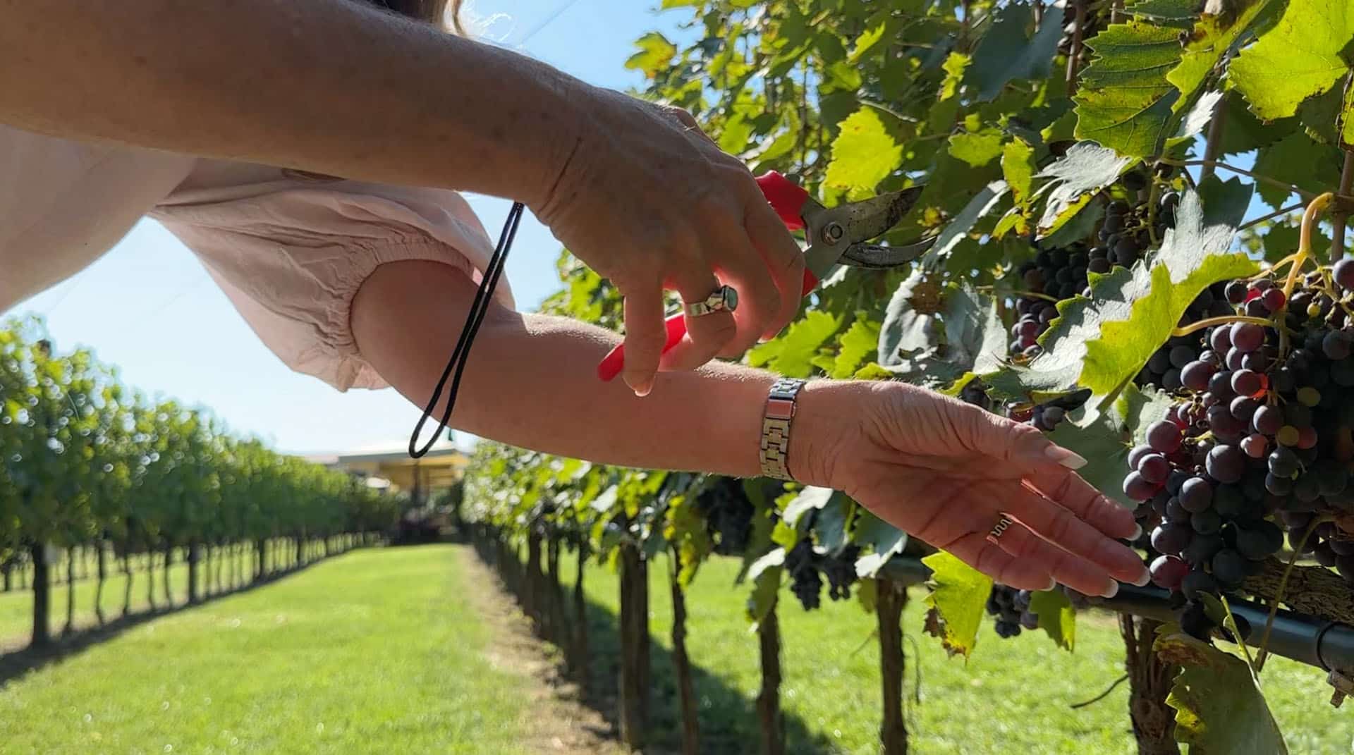 Hands cutting a grape cluster from the vine with red shears