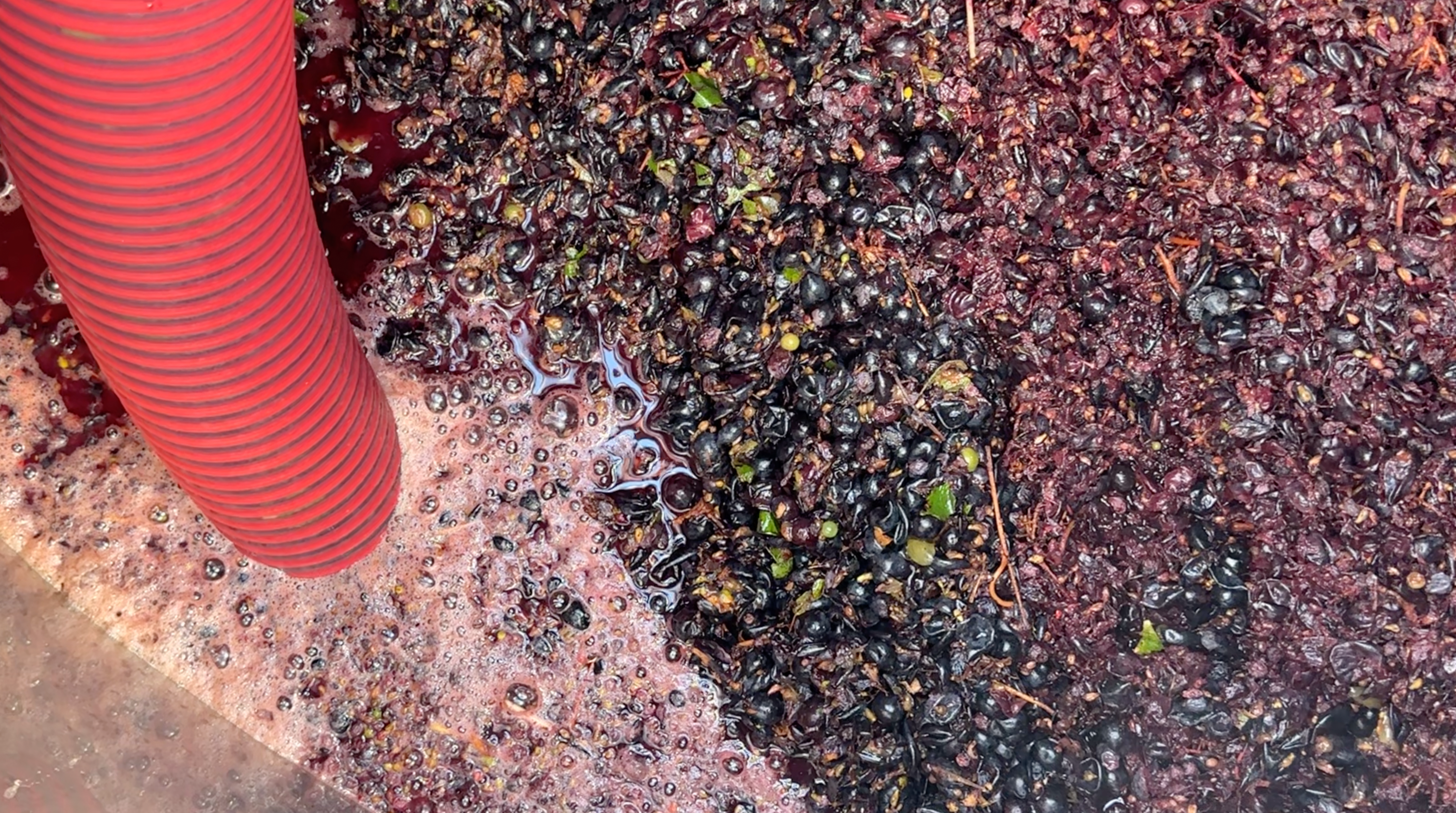 A red hose pumping crushed grapes and must during processing