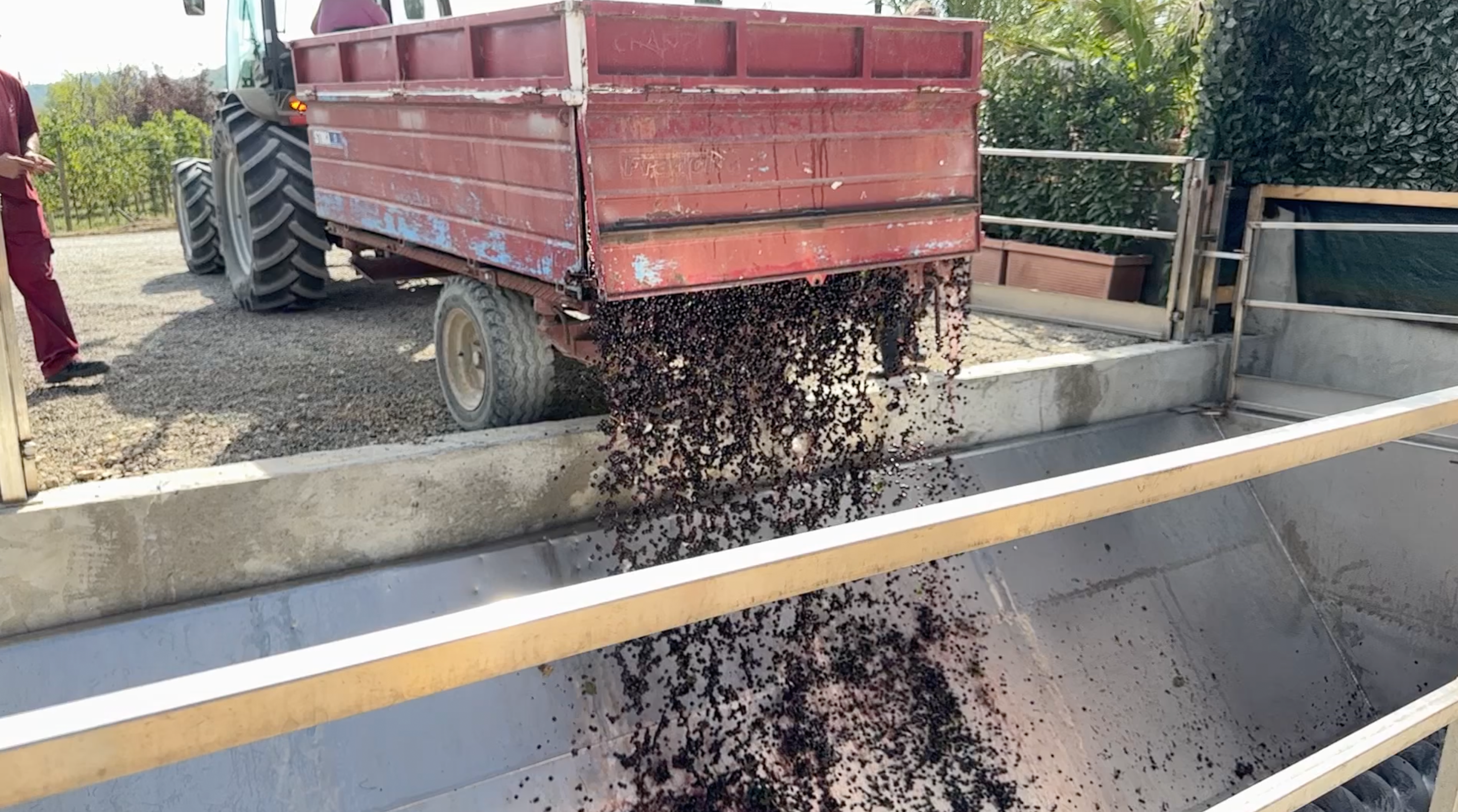 A tractor trailer tipping the day's harvested grapes into the cellar hopper