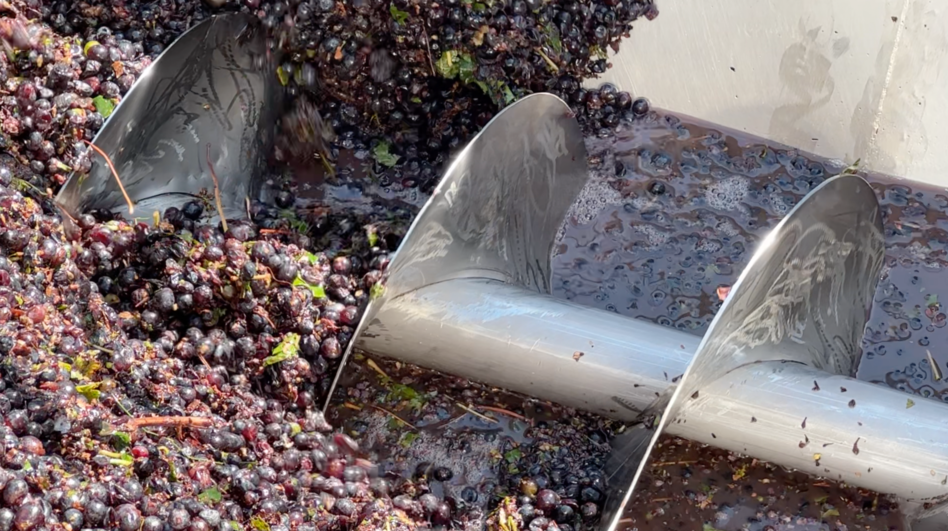 The steel auger of the destemmer turning through freshly delivered grapes