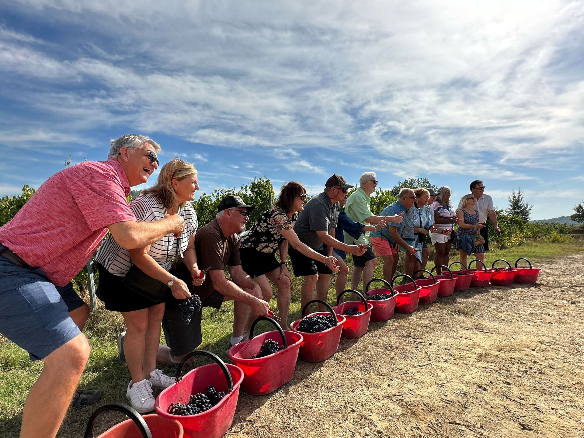 Guests picking grapes into red baskets alongside the estate's team during harvest
