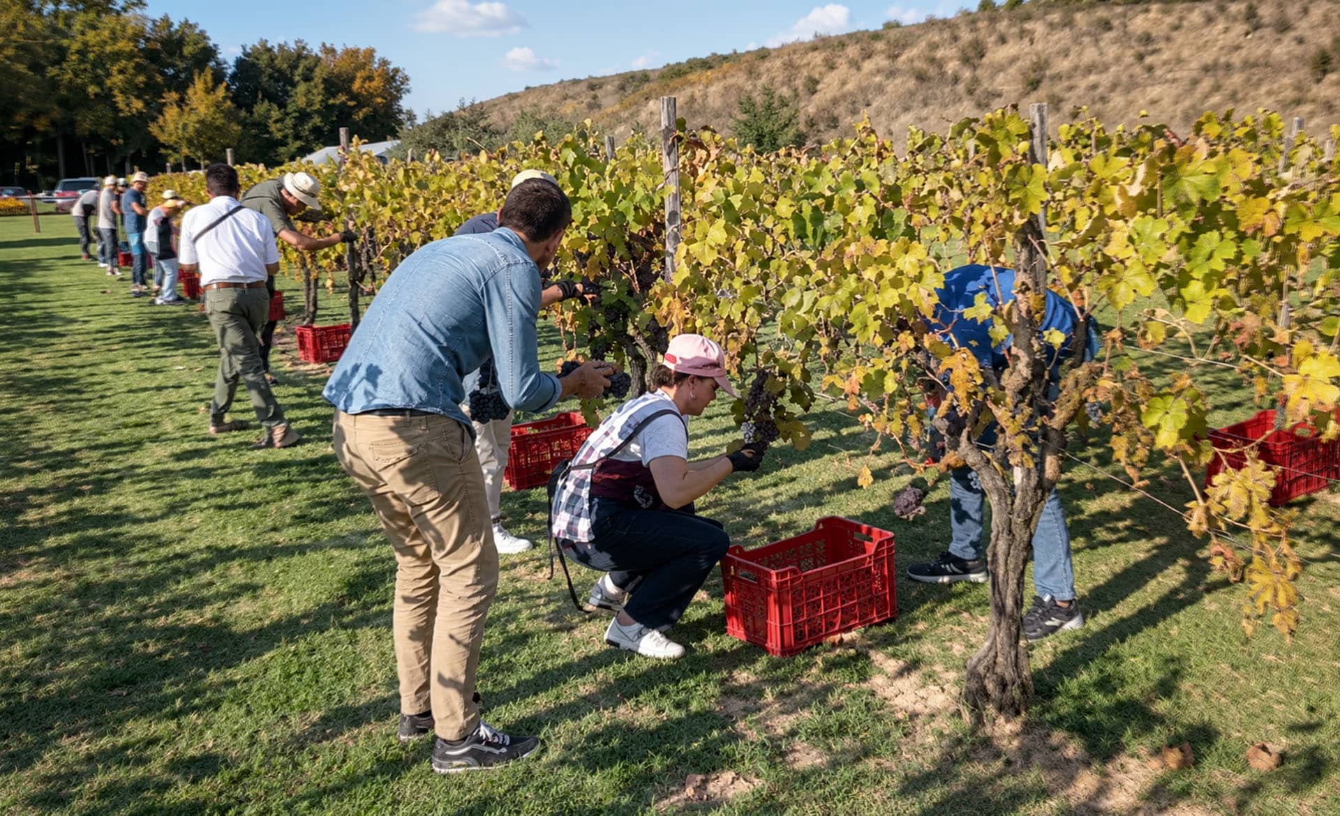 A group harvesting grapes by hand into red crates along the vineyard rows
