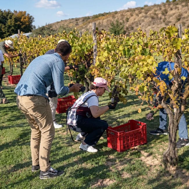 harvest-experience-in-san-gimignano-harvest-by-hand