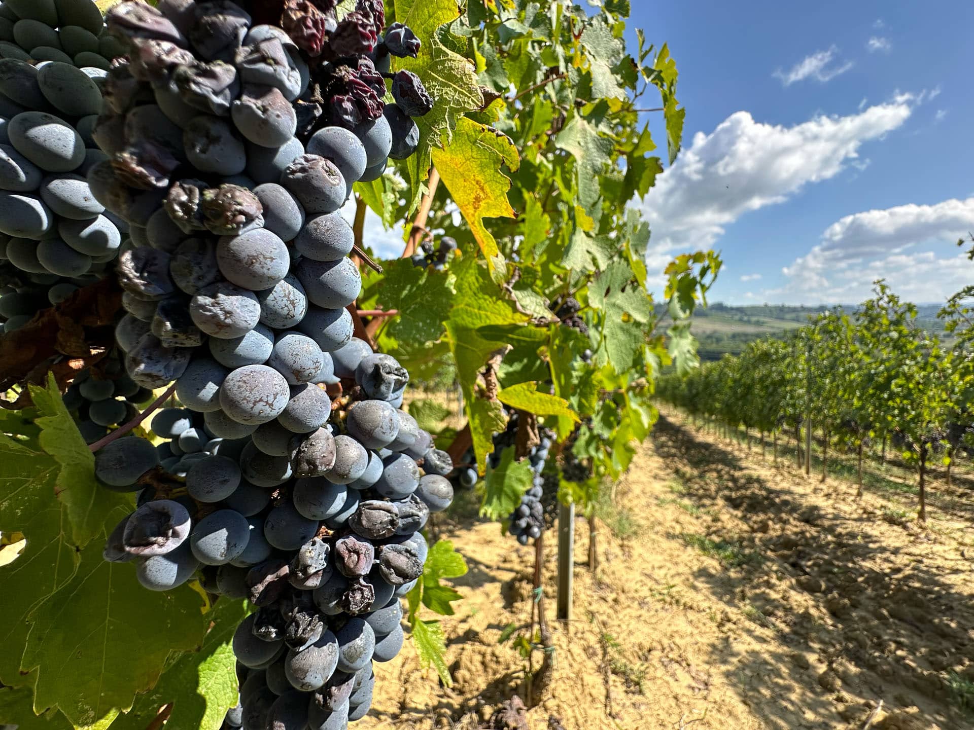 Ripe Sangiovese grapes on the vine with the Tuscan hills of San Gimignano beyond
