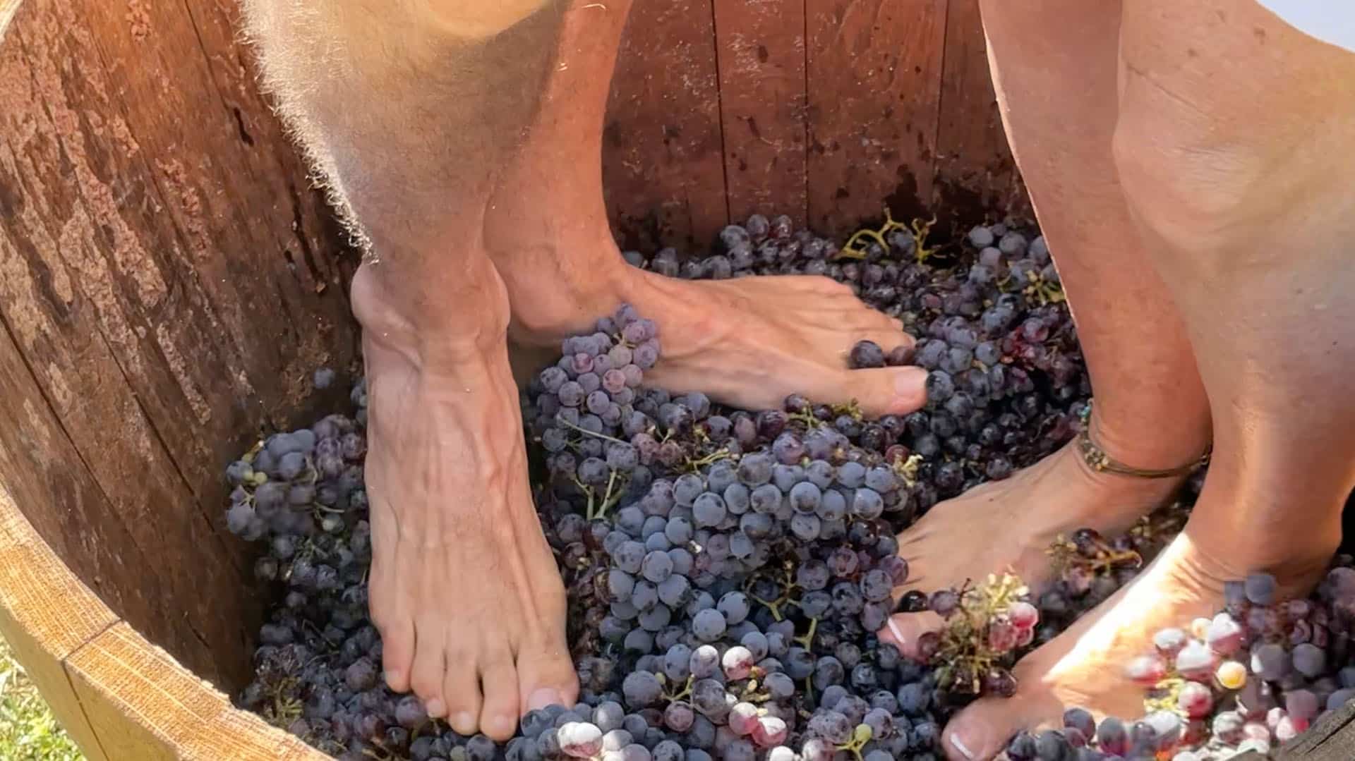 Bare feet crushing dark grapes inside a wooden stomping vat